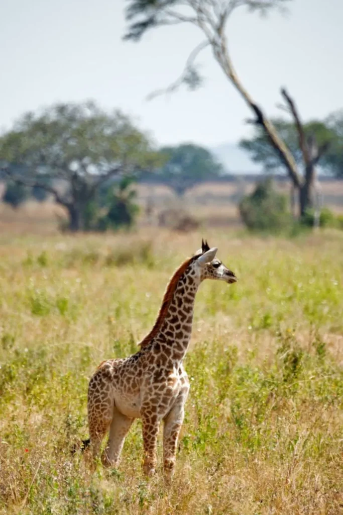 Wildlife Safari in Arusha
