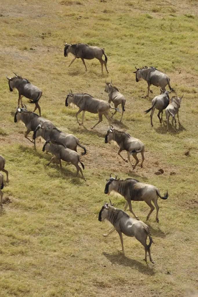 Wildlife Safaris