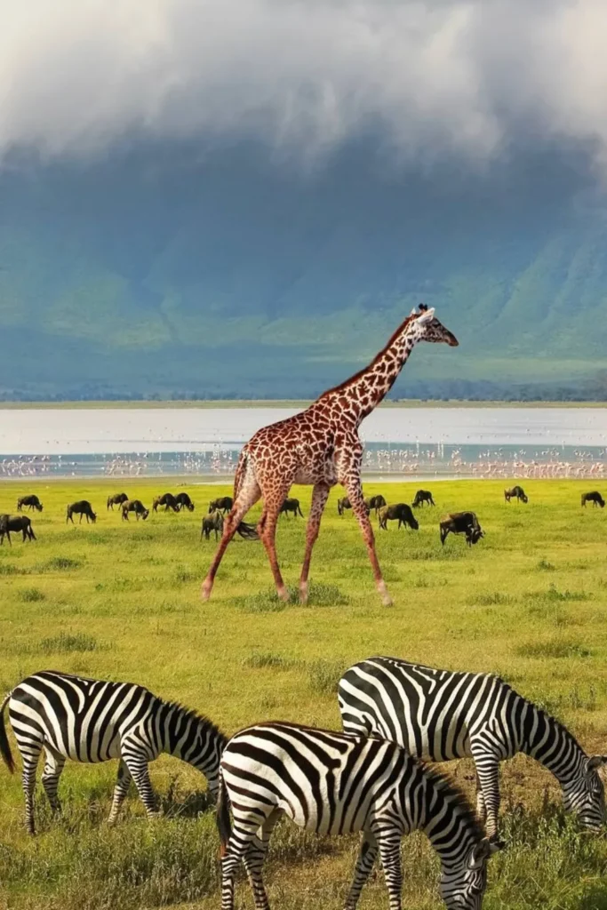 safari wildlife tour
