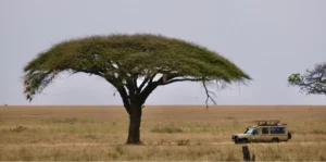 Tanzania Safari