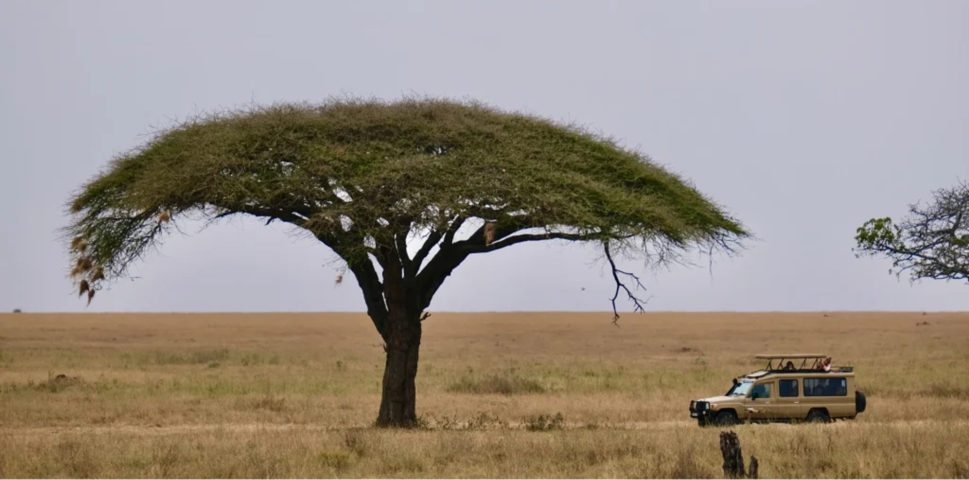 Tanzania Safari