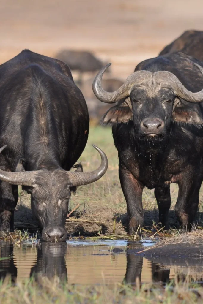 tanzania wildlife safari