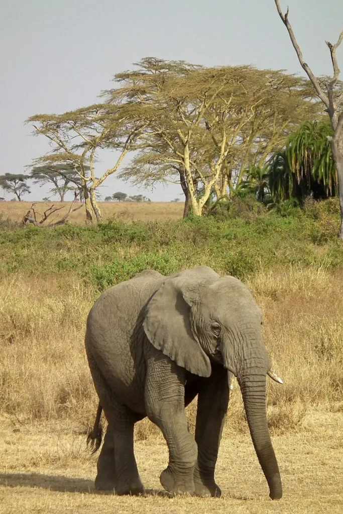 wildlife in tanzania
