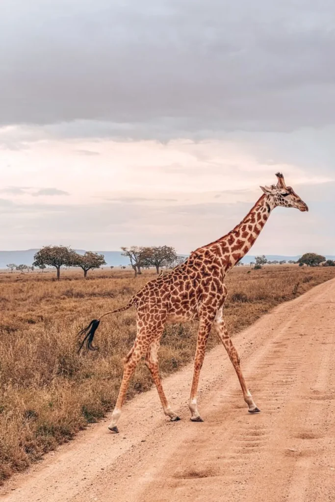 wildlife safari tours