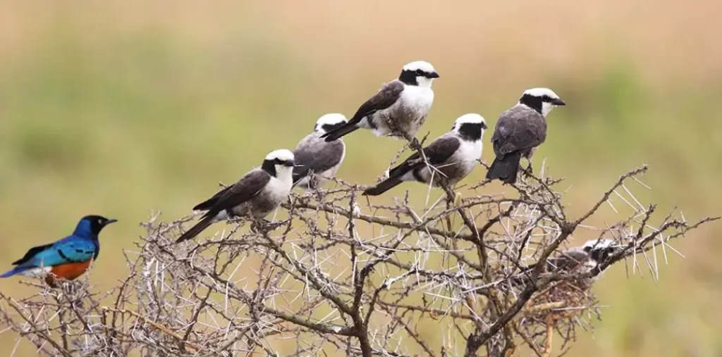 birdwatching-safari-2