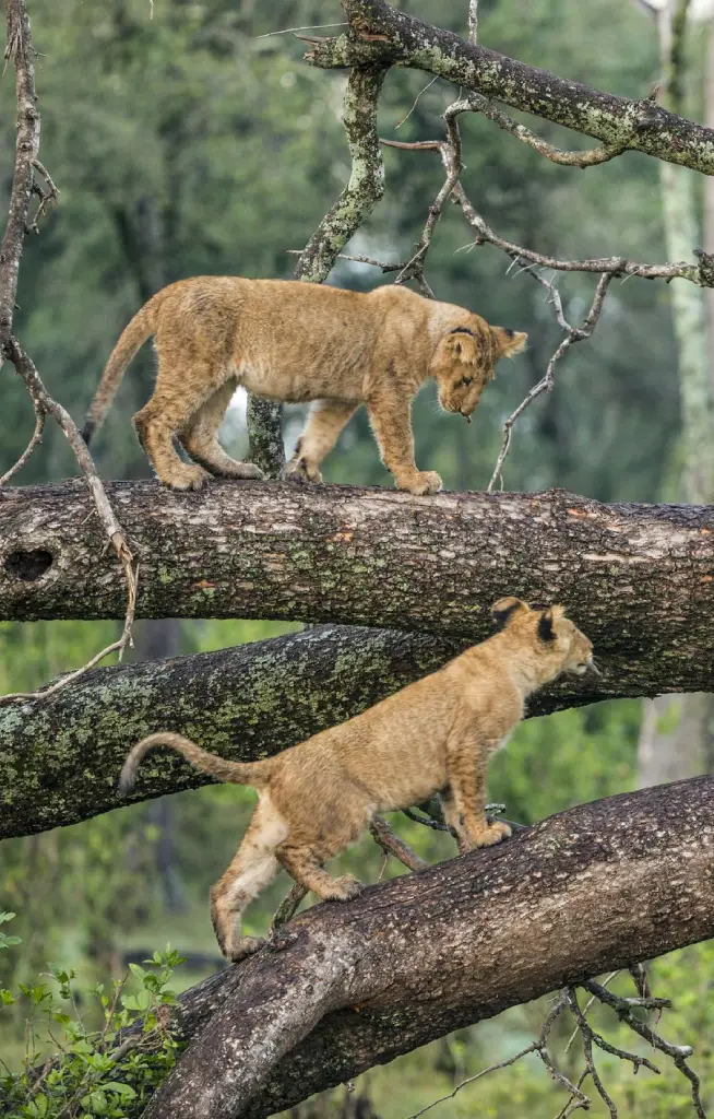lake-manyara-national-park-wildlife