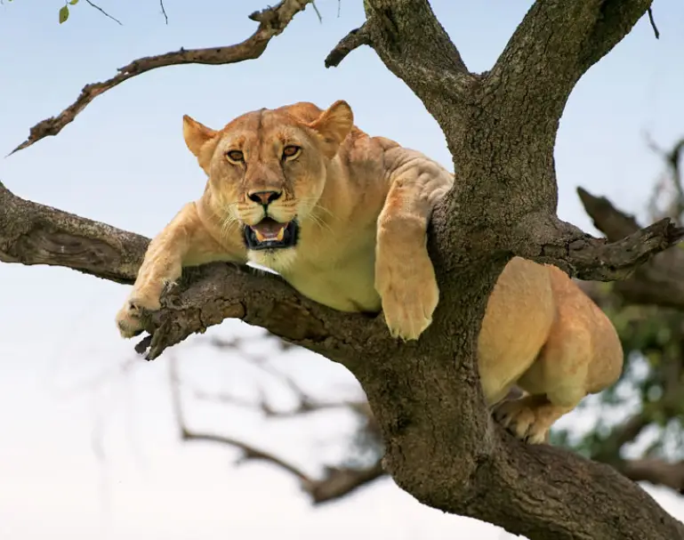 lake-manyara-national-park-wildlife-attraction