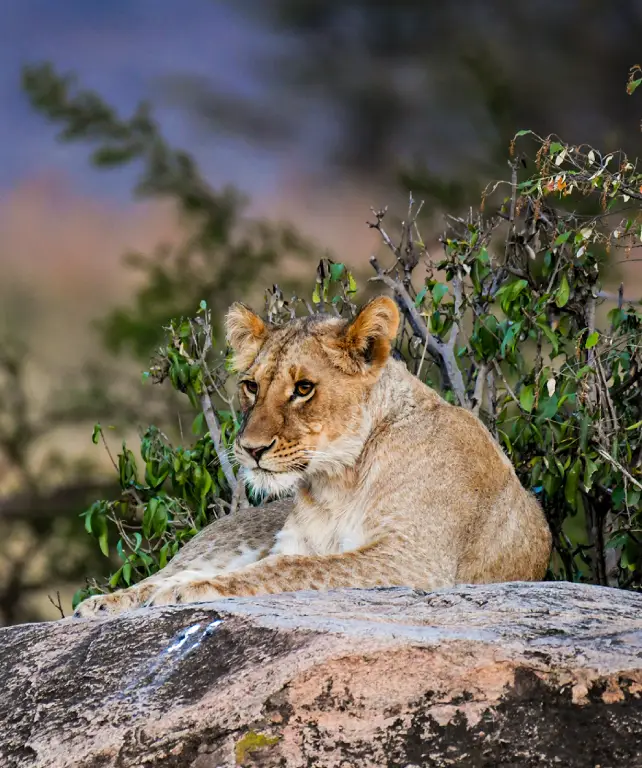 serengeti-national-park-wildlife-attraction