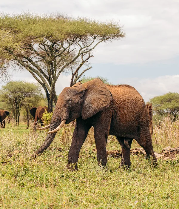 Tanzania Wildlife