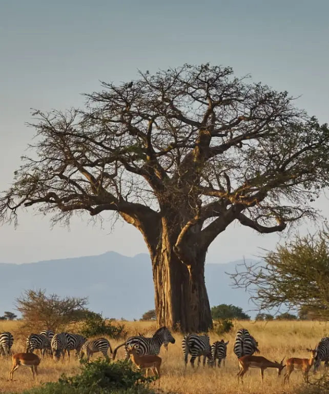 tarangire-national-park-6