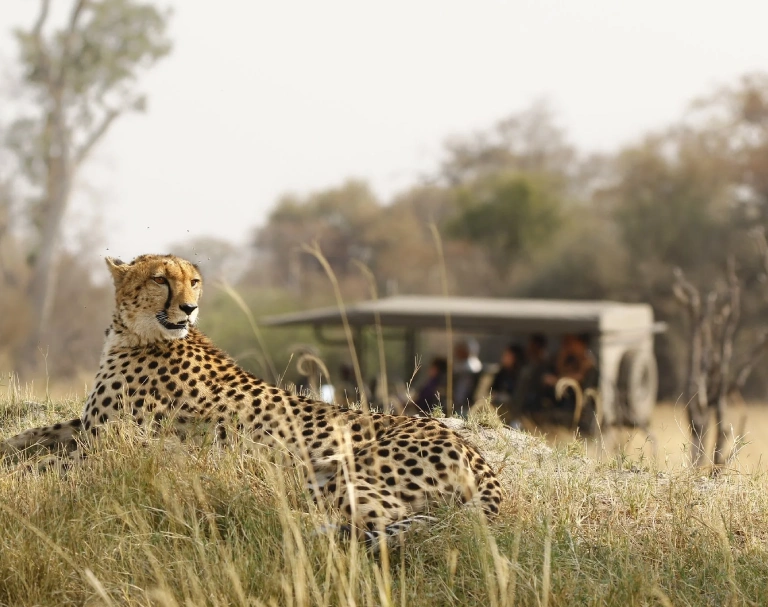 serengeti-national-park-wildlife-attraction