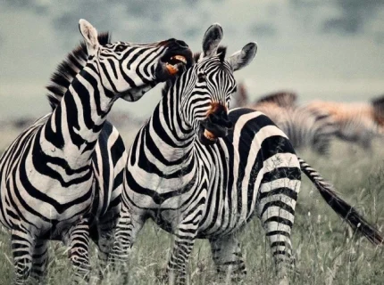3-days-luxury-safari-through-the-serengeti-ngorongoro-crater1