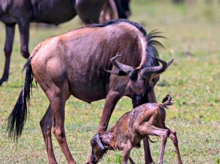 7-days-great-migration-calving-season-safari